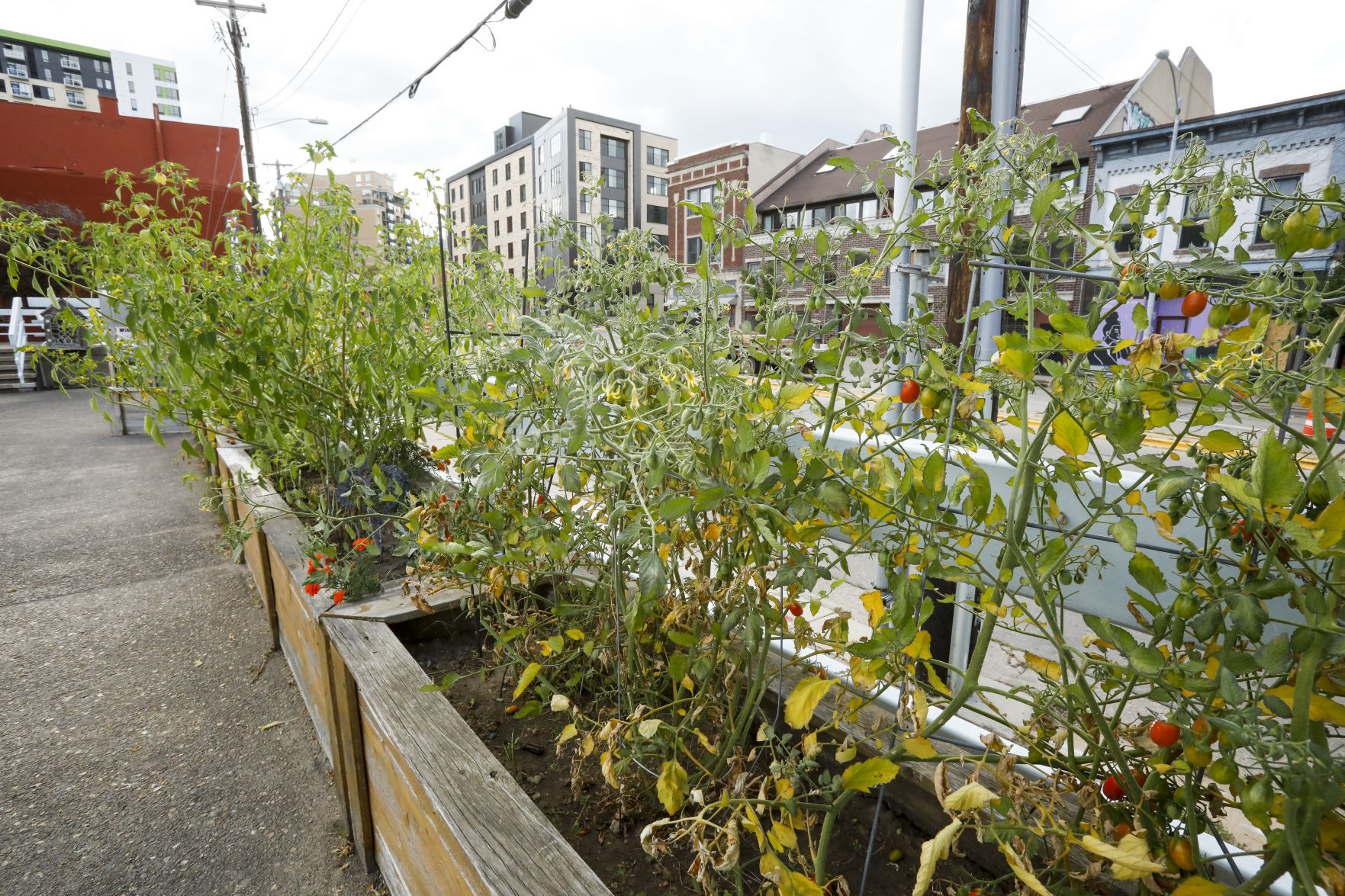 Community Gardens 080920 19-08092020175228